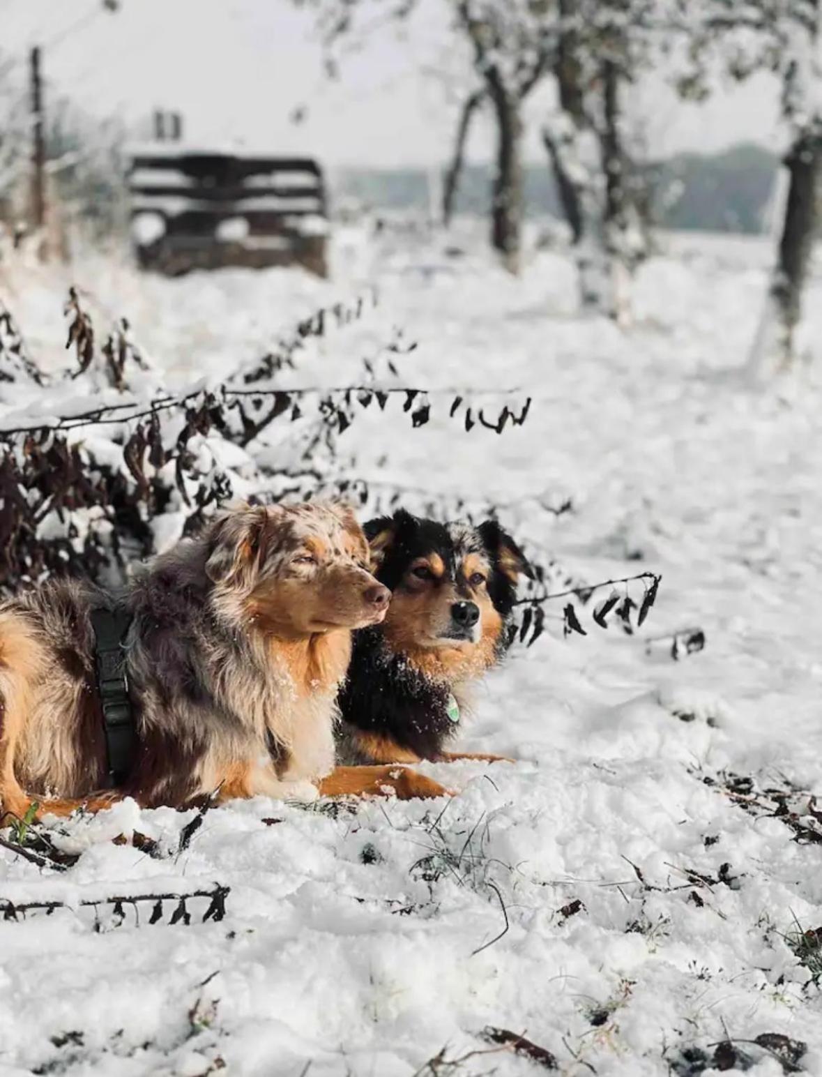 Villaharmony Wartet Auf Familien Mit Hund! Lommatzsch Exterior foto